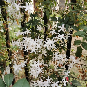 藤本-多花素馨