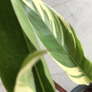 Heliconia Lady Di Variegated