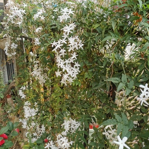 藤本-多花素馨
