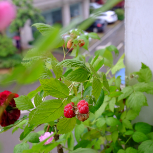 树莓金秋