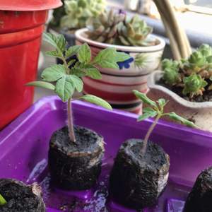我新添加了一棵“盆栽小番茄 播种”到我的“花园”