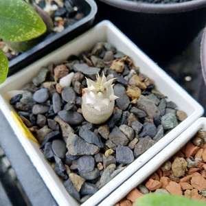 我新添加了一棵“惠比須笑 Pachypodium brevicaule”到我的“花園”。