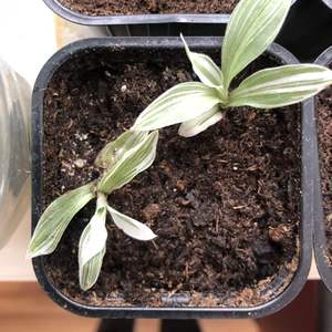 Tradescantia albiflora variegata