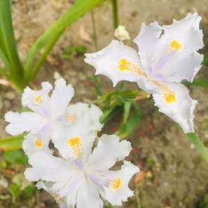我新添加了一棵“鸢尾花*白色”到我的“花园”