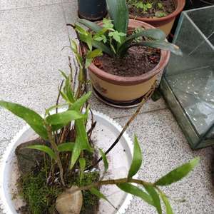 我新添加了一棵“铁皮石斛”到我的“花园”
