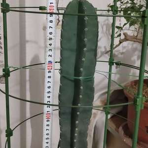 我新添加了一棵“量天尺”到我的“花园”