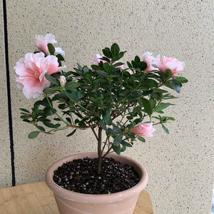粉色杜鹃，用了花彩师杜鹃专用土，今天刚上盆，希望上盆后不要掉花苞，能长得好。
