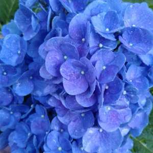 hydrangeas are my all-time favorite flower