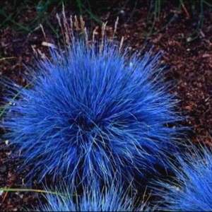 我新添加了一棵“Elijah blue fescue”到我的“花园”