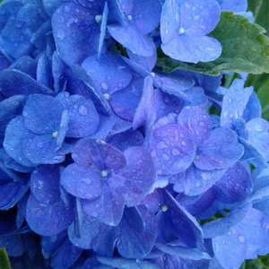 hydrangeas are my all-time favorite flower