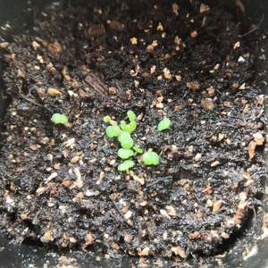 我新添加了一棵“播种-达摩粉爪×莎罗姬”到我的“花园”
