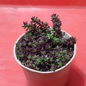 我新添加了一棵“紫米粒”到我的“花園”。
