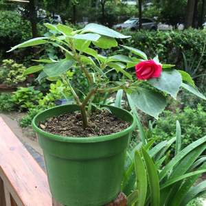 我新添加了一棵“水梅花”到我的“花园”