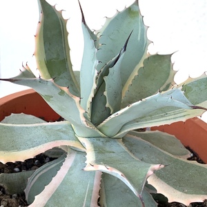 Repitted this Agave Potatorum Blue Wind because itvwas stopping its pups from growing up and has also outgrown its pot.