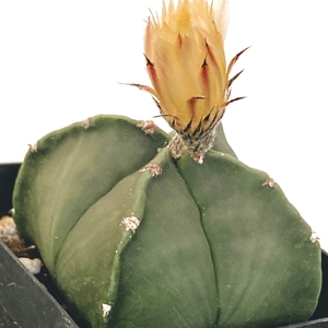 Astrophytum Myriostigma var. Nudum (Bishop's Cap Cactus)