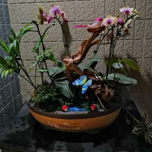 我新添加了一棵“蝴蝶兰盆景”到我的“花园”