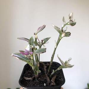 Tradescantia ‘Mini Lilac’