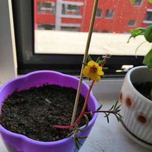 我新添加了一棵“太阳花”到我的“花园”