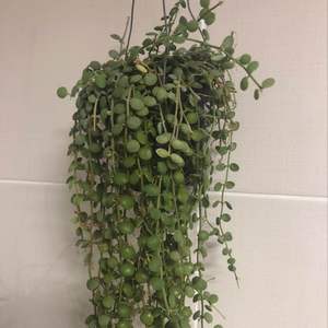 제가 새로운 식물 “디시디아 미니버튼”한 그루를 나의 “화원”에 옴겼어요. 