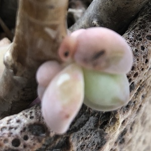 紫乐桩（25.8）多肉植物