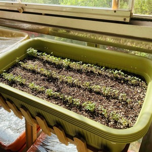 阳台花架利用起来，开始种菜啦！
有：快菜、紫油菜、绿油菜、菠菜、生菜、油麦菜