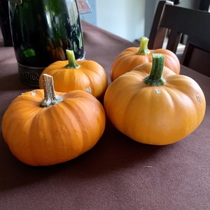 Harvest of my mini pumpkins!