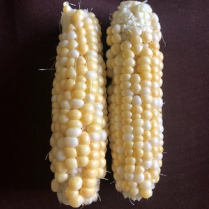 First corn!