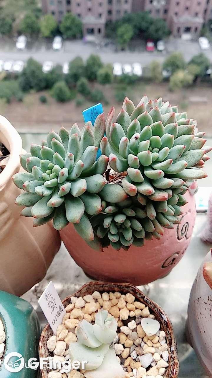 蓝精灵小老桩(d)